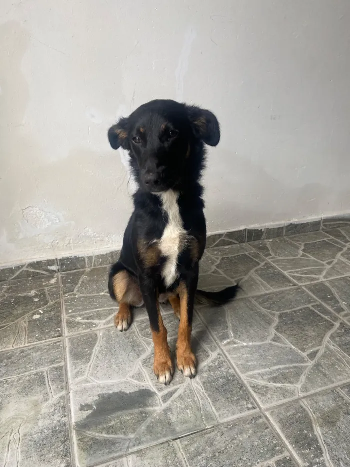 Cachorro raça SRD-ViraLata idade 7 a 11 meses nome Não sabemos.