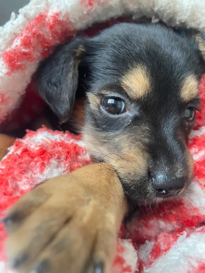 Cachorro raça SRD-ViraLata idade 2 a 6 meses nome Margot