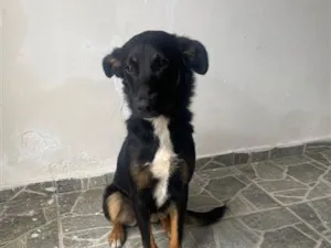 Cachorro raça SRD-ViraLata idade 7 a 11 meses nome Não sabemos.