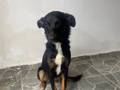 Cachorro raça SRD-ViraLata idade 7 a 11 meses nome Não sabemos.