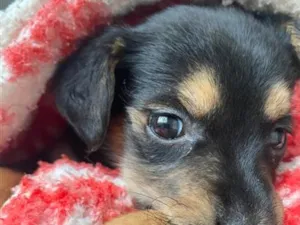 Cachorro raça SRD-ViraLata idade 2 a 6 meses nome Margot