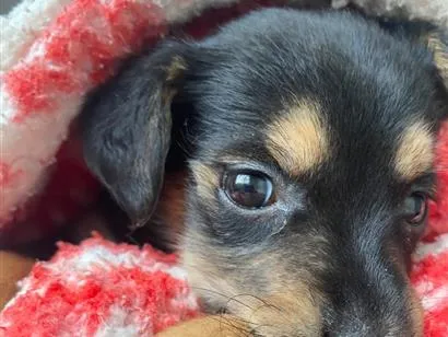Cachorro raça SRD-ViraLata idade 2 a 6 meses nome Margot