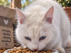 Gato raça SRD-ViraLata idade 4 anos nome Alice ( provisorio)