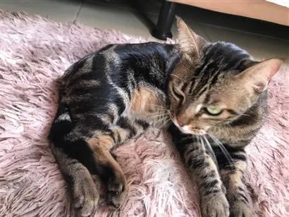 Gato raça  idade 1 ano nome Sem nome