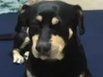 DOG (esse é o nome que ele atende)