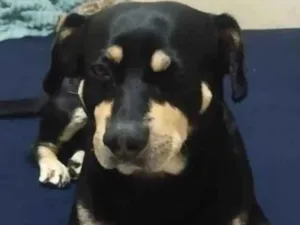 Cachorro raça Basset-Cofap idade 4 anos nome DOG (esse é o nome que ele atende)