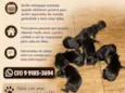 Cachorro 
