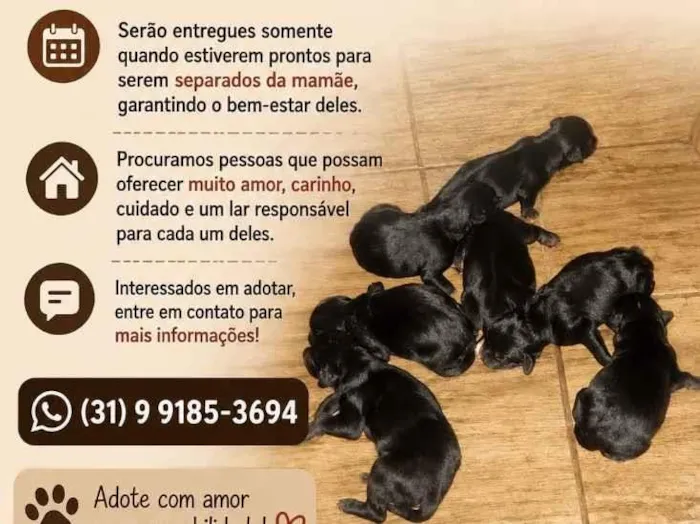 Cachorro raça SRD-ViraLata idade 2 a 6 meses nome Cachorro 
