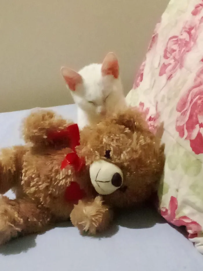 Gato raça SRD-ViraLata idade 7 a 11 meses nome não tem nome 