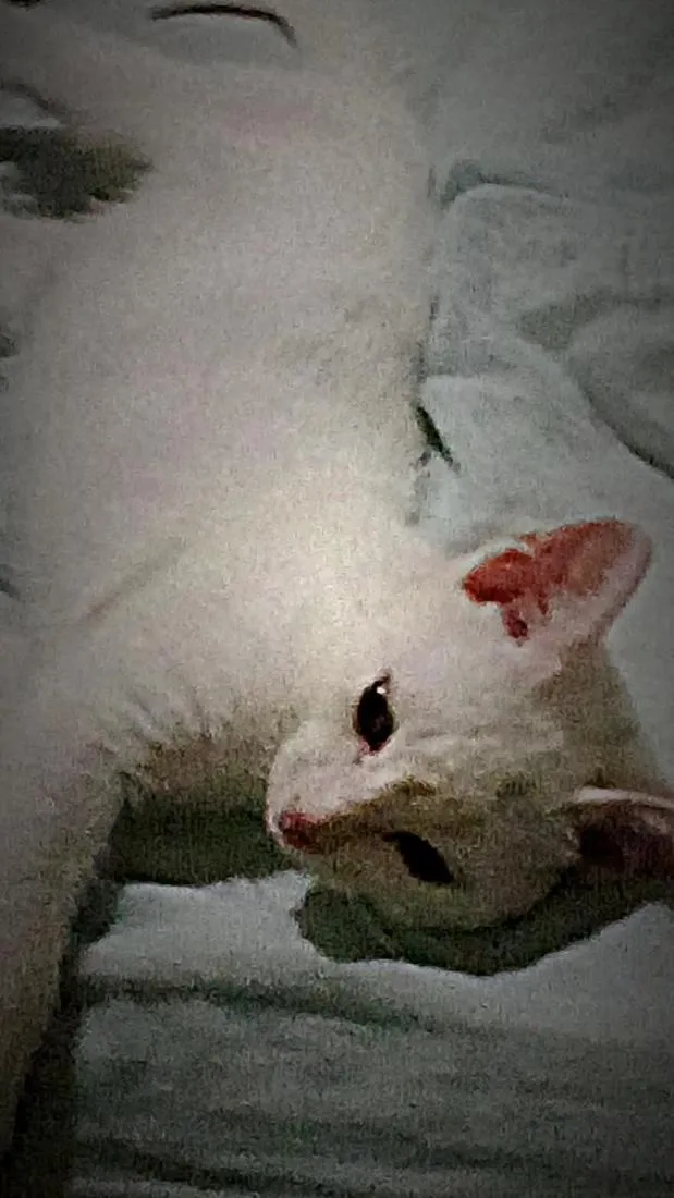 Gato raça SRD-ViraLata idade 7 a 11 meses nome não tem nome 