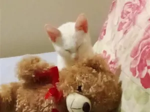 Gato raça SRD-ViraLata idade 7 a 11 meses nome não tem nome 