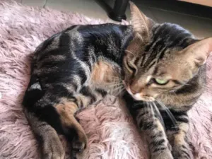 Gato raça  idade 1 ano nome Sem nome