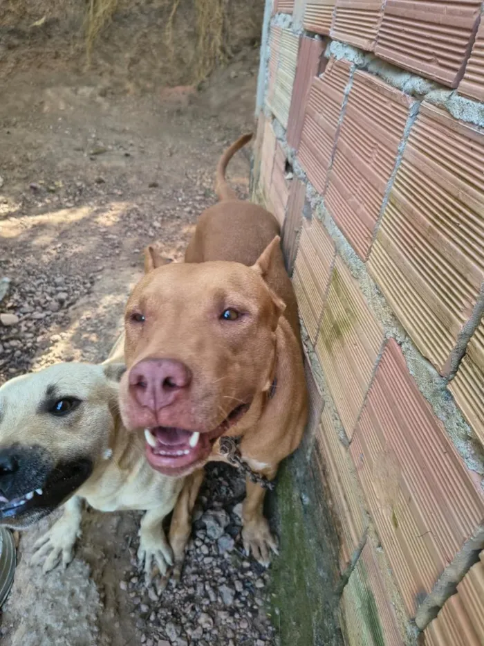 Cachorro raça Pit-Bull idade 5 anos nome Pérola