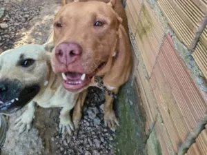 Cachorro raça Pit-Bull idade 5 anos nome Pérola