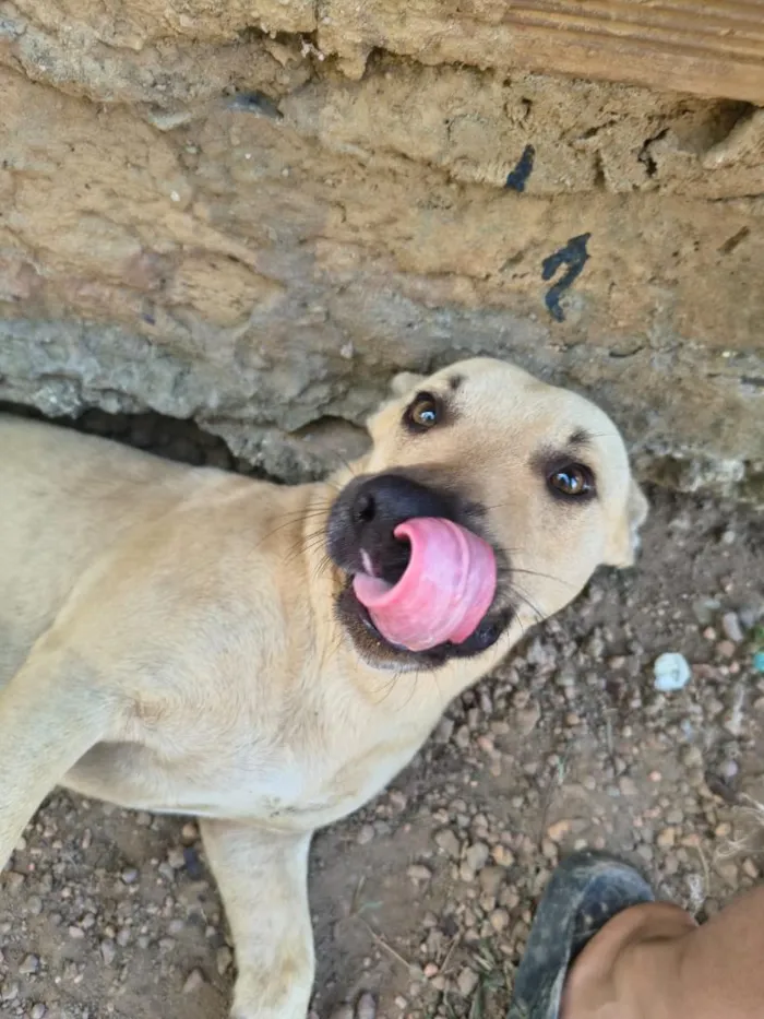 Cachorro raça SRD-ViraLata idade 3 anos nome Axel