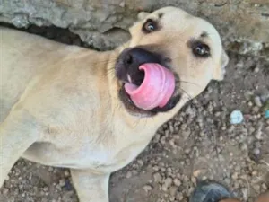 Cachorro raça SRD-ViraLata idade 3 anos nome Axel