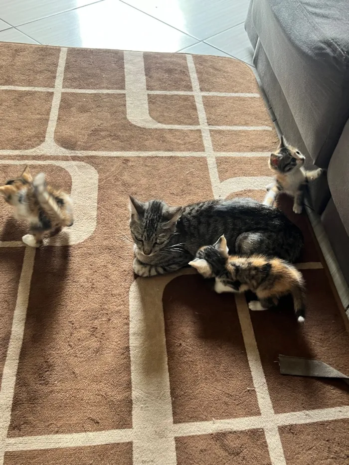 Gato raça SRD-ViraLata idade 2 a 6 meses nome Não possuem nome ainda 