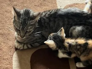 Gato raça SRD-ViraLata idade 2 a 6 meses nome Não possuem nome ainda 