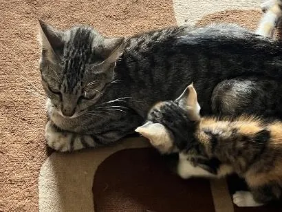 Gato raça SRD-ViraLata idade 2 a 6 meses nome Não possuem nome ainda 