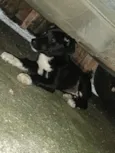 não sabemos o nome dela estamos chamando de pretinha 