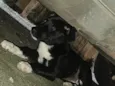 não sabemos o nome dela estamos chamando de pretinha 
