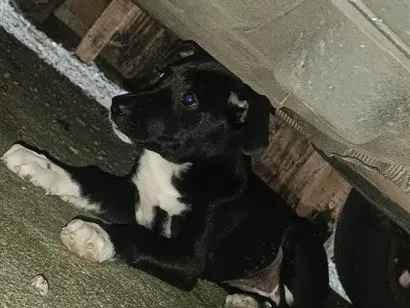 Cachorro raça SRD-ViraLata idade 2 a 6 meses nome não sabemos o nome dela estamos chamando de pretinha 