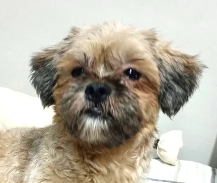 Cachorro raça Shitzu idade 1 ano nome Nino