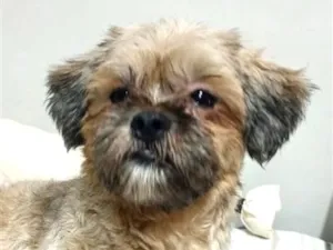 Cachorro raça Shitzu idade 1 ano nome Nino