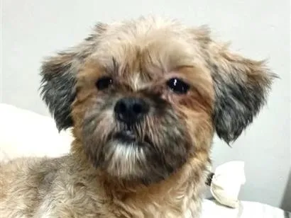 Cachorro raça Shitzu idade 1 ano nome Nino
