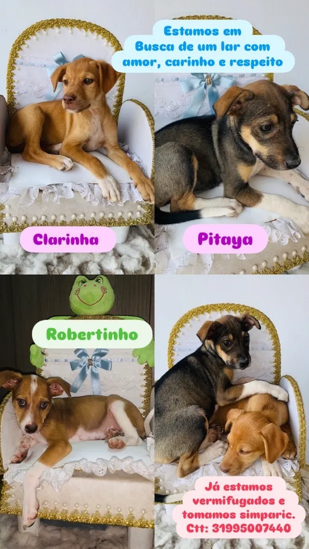 Cachorro raça SRD-ViraLata idade 2 a 6 meses nome Clarinha, Pitaya, Robertinho 