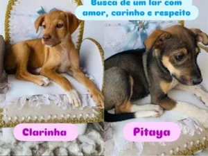 Cachorro raça SRD-ViraLata idade 2 a 6 meses nome Clarinha, Pitaya, Robertinho 