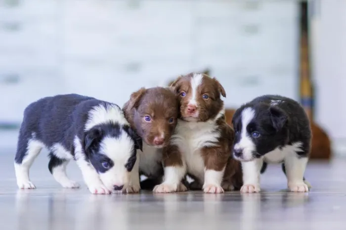 Cachorro raça SRD-ViraLata idade Abaixo de 2 meses nome sem nomes ainda