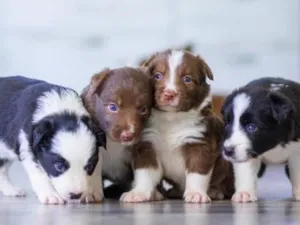 Cachorro raça SRD-ViraLata idade Abaixo de 2 meses nome sem nomes ainda