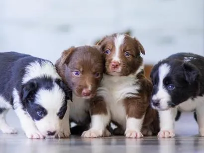 Cachorro raça SRD-ViraLata idade Abaixo de 2 meses nome sem nomes ainda