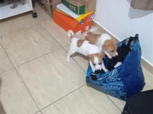 Cachorro raça SRD-ViraLata idade Abaixo de 2 meses nome PATATI E PATATA.