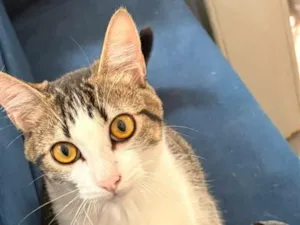 Gato raça SRD-ViraLata idade 2 a 6 meses nome Pandora