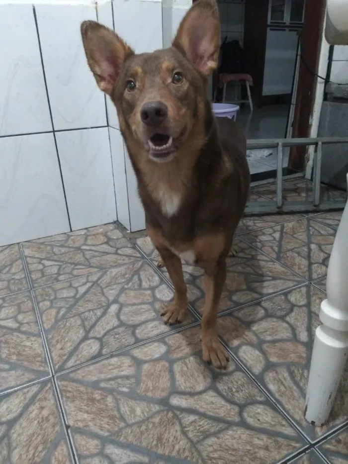 Cachorro raça SRD-ViraLata idade 6 ou mais anos nome Badu