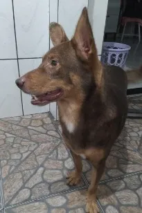 Cachorro raça SRD-ViraLata idade 6 ou mais anos nome Badu
