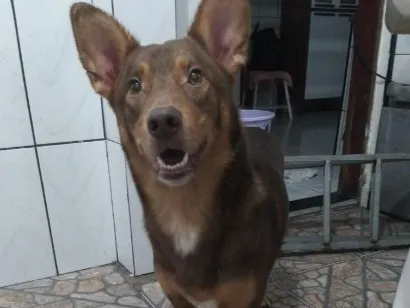 Cachorro raça SRD-ViraLata idade 6 ou mais anos nome Badu