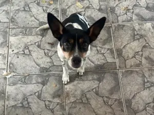 Cachorro raça SRD-ViraLata idade 4 anos nome Princesa