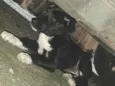 não sabemos o nome dela estamos chamando de pretinha 