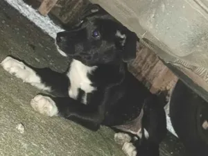 Cachorro raça SRD-ViraLata idade 2 a 6 meses nome não sabemos o nome dela estamos chamando de pretinha 