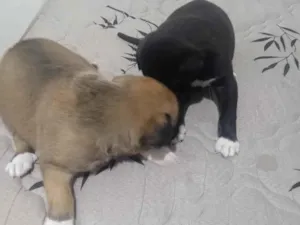 Cachorro raça SRD-ViraLata idade Abaixo de 2 meses nome Vini Jr