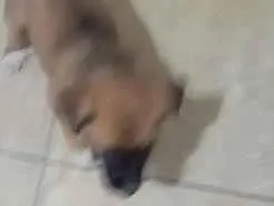 Cachorro raça SRD-ViraLata idade 2 a 6 meses nome Anitta