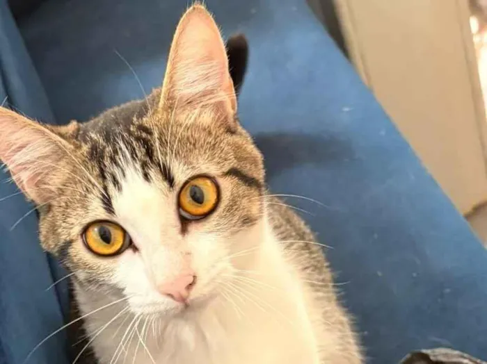 Gato raça SRD-ViraLata idade 2 a 6 meses nome Pandora