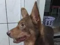 Cachorro raça SRD-ViraLata idade 6 ou mais anos nome Badu