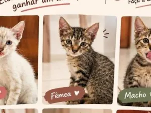 Gato raça SRD-ViraLata idade 2 a 6 meses nome Gato