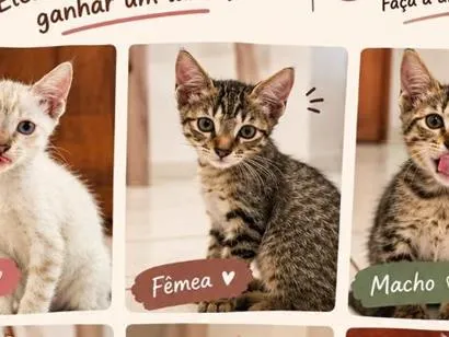 Gato raça SRD-ViraLata idade 2 a 6 meses nome Gato