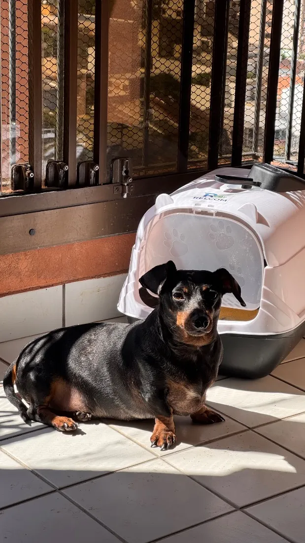 Cachorro raça SRD-ViraLata idade 4 anos nome Tchala