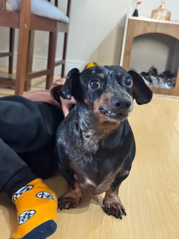 Cachorro raça SRD-ViraLata idade 4 anos nome Tchala